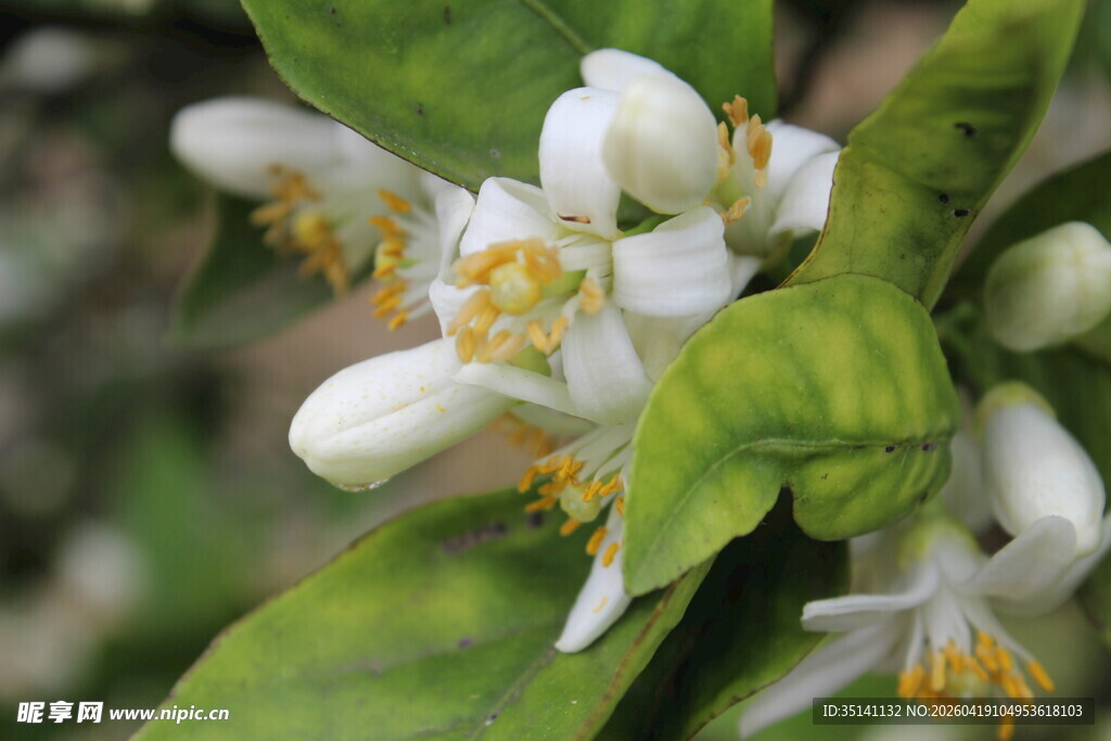 柑橘花