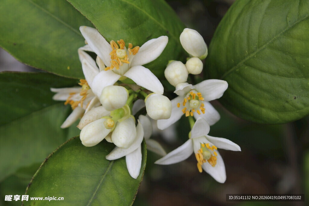 柑橘花