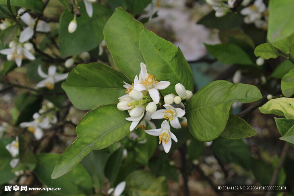 柑橘花