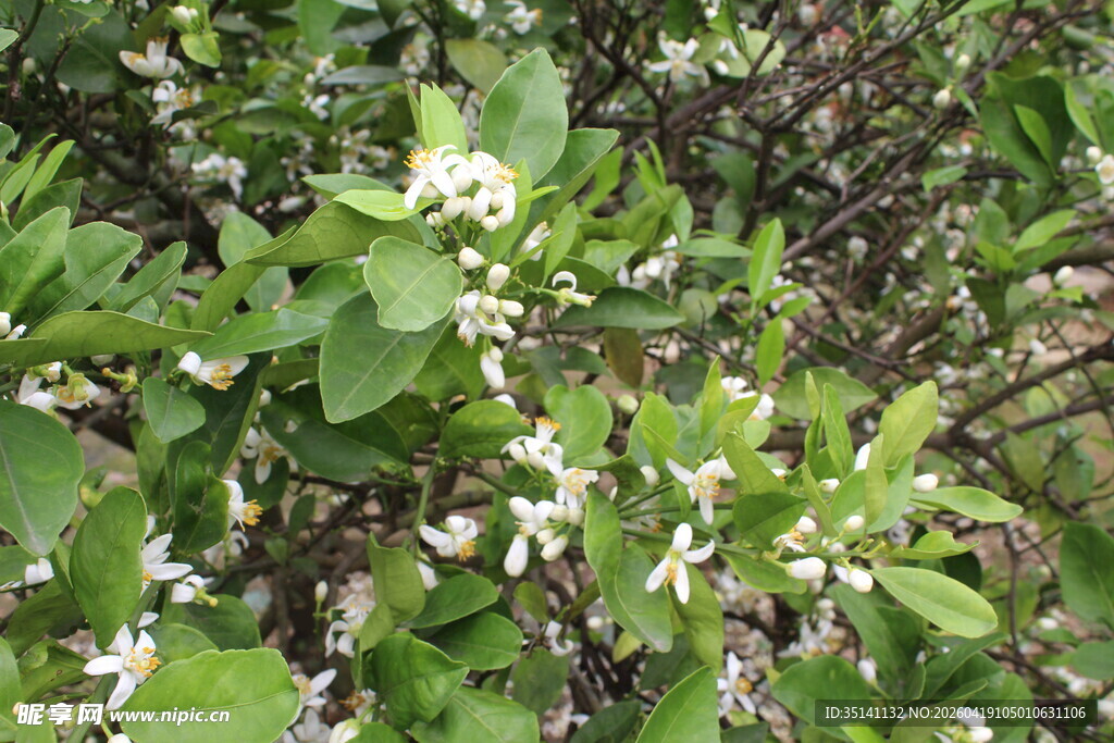 柑橘花