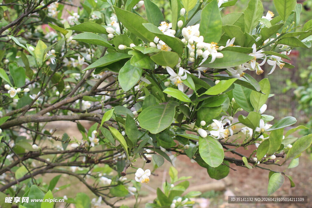 柑橘花