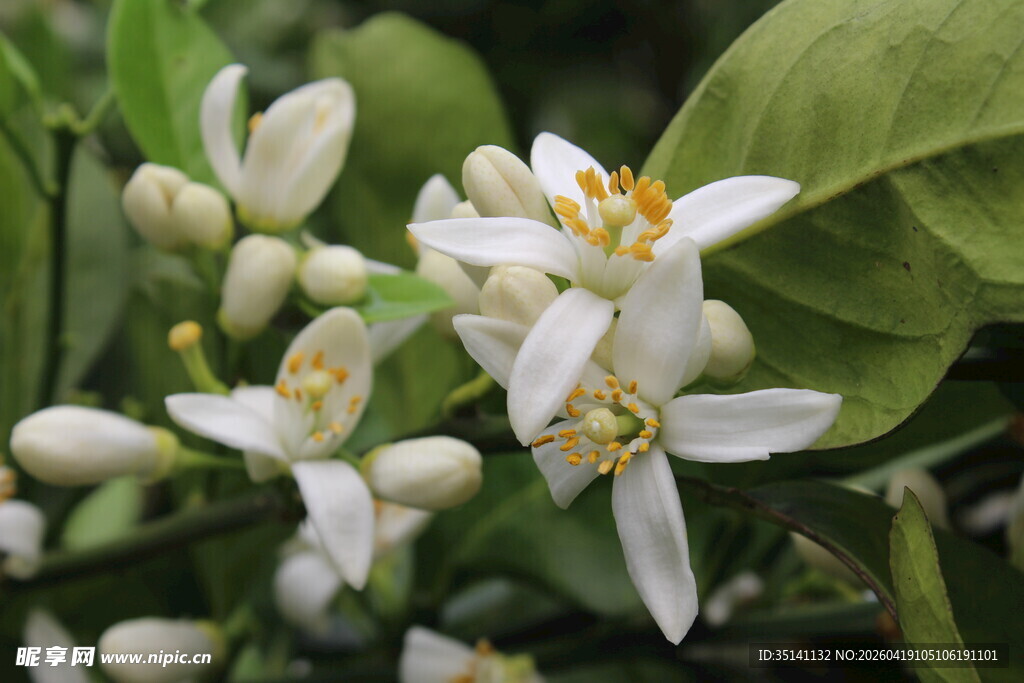 柑橘花