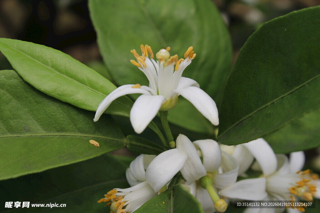 柑橘花