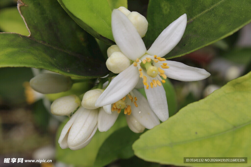柑橘花