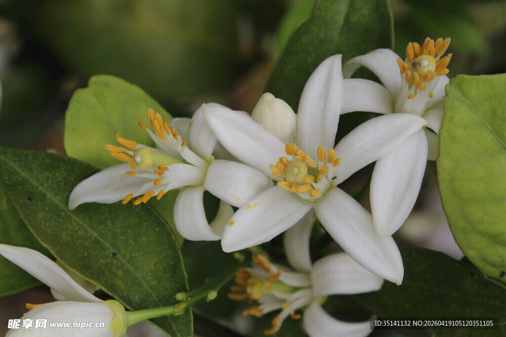 柑橘花