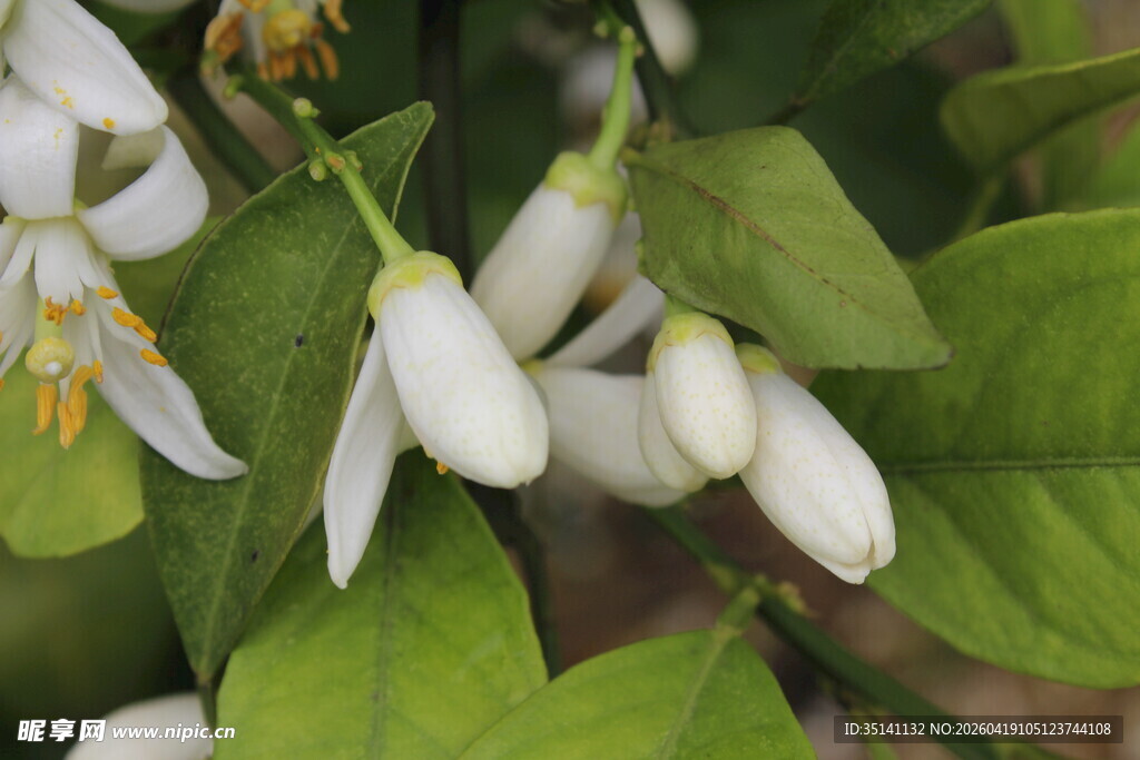 柑橘花