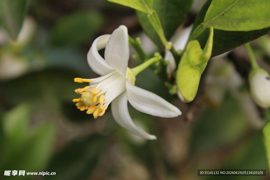 柑橘花