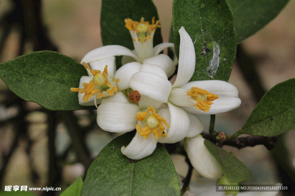 柑橘花