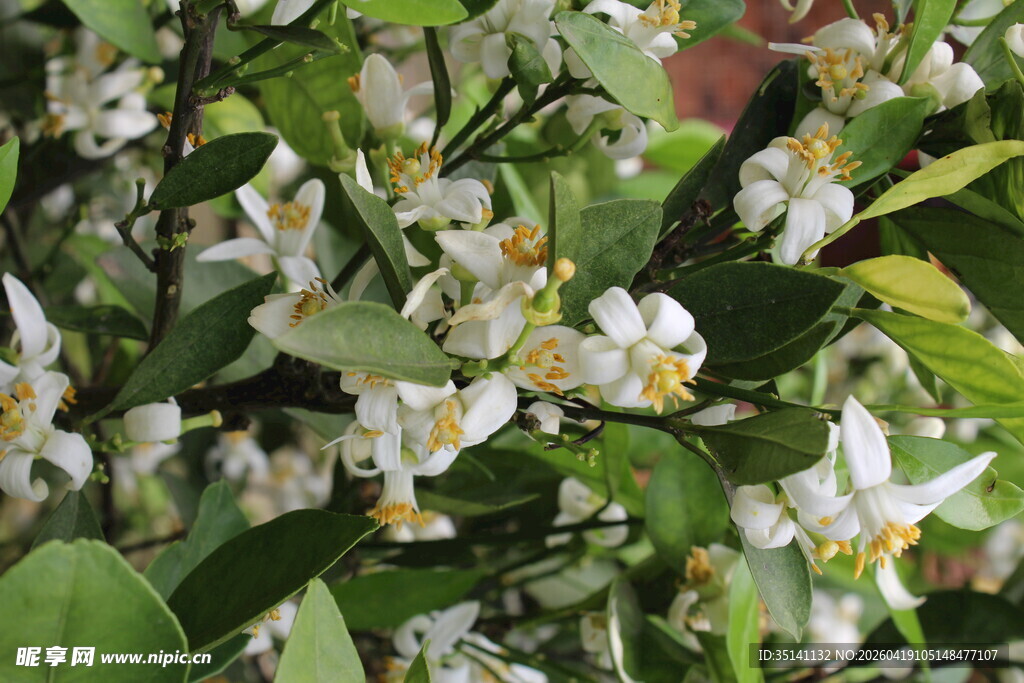 柑橘花