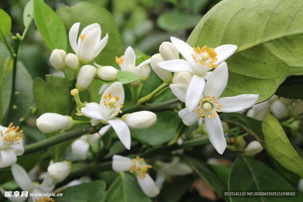 柑橘花