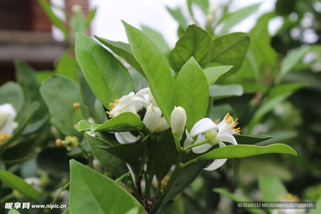 柑橘花