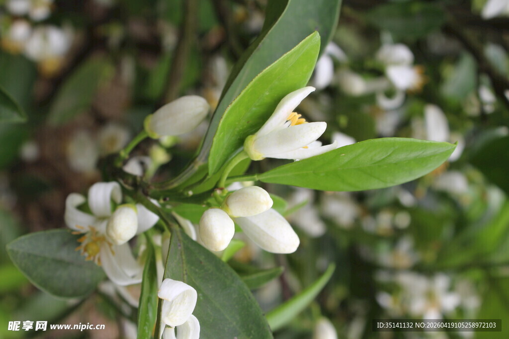 柑橘花