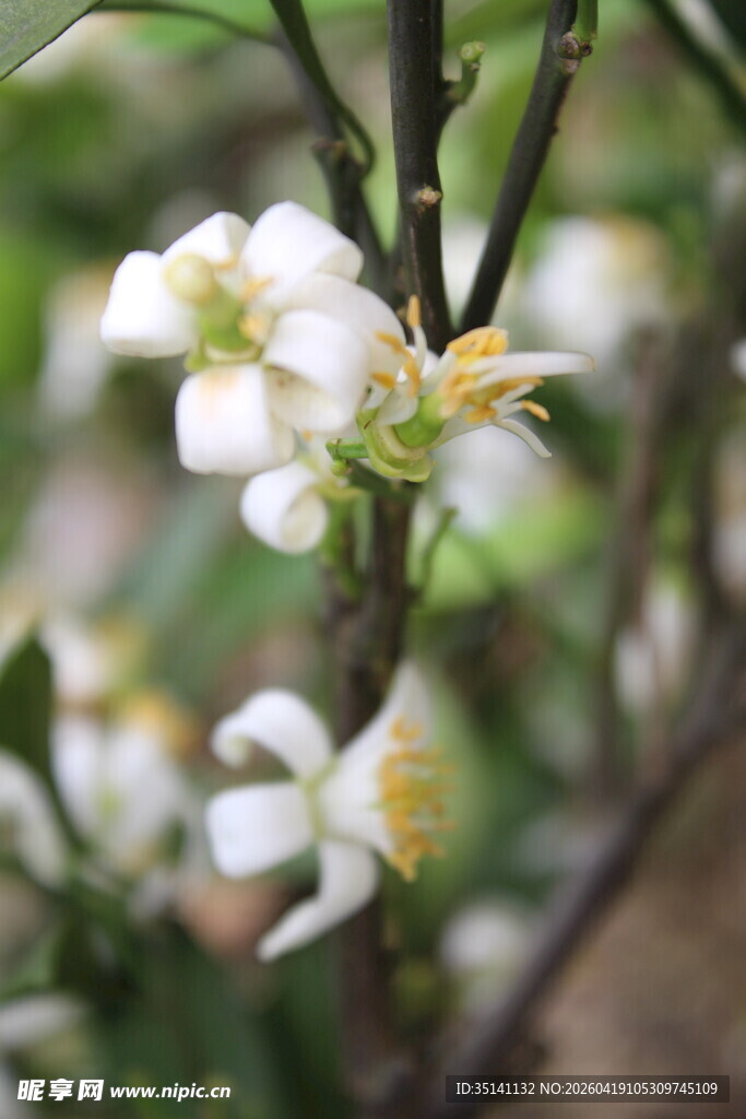 柑橘花