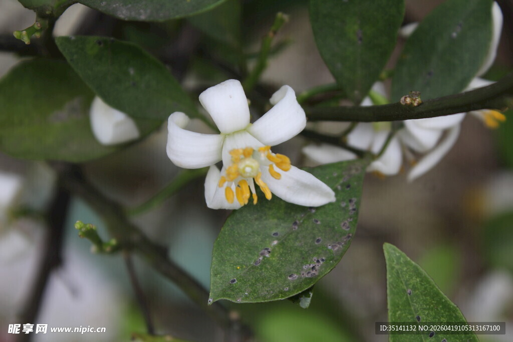 柑橘花