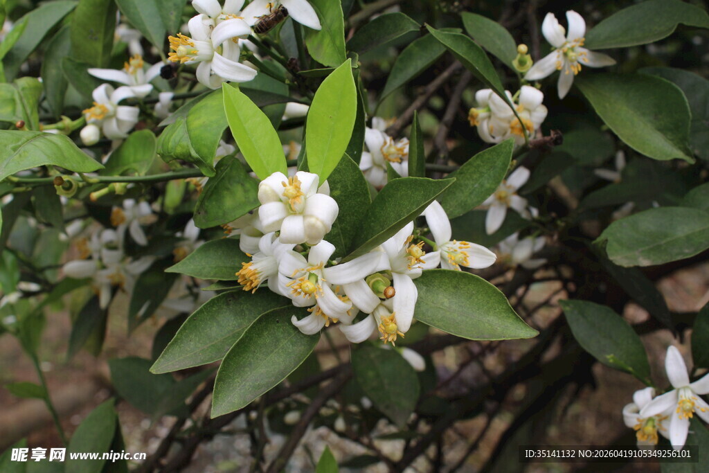 柑橘花