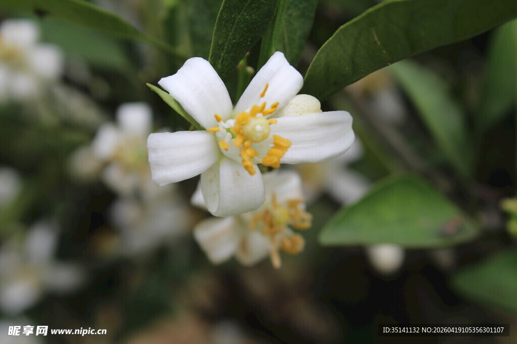 柑橘花