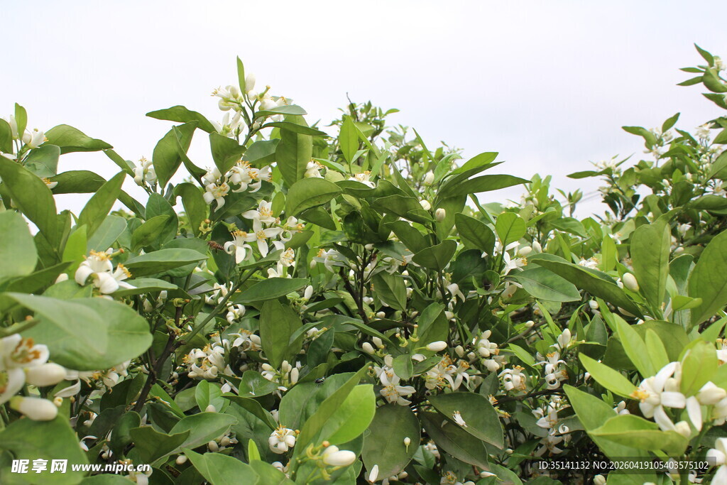 柑橘花