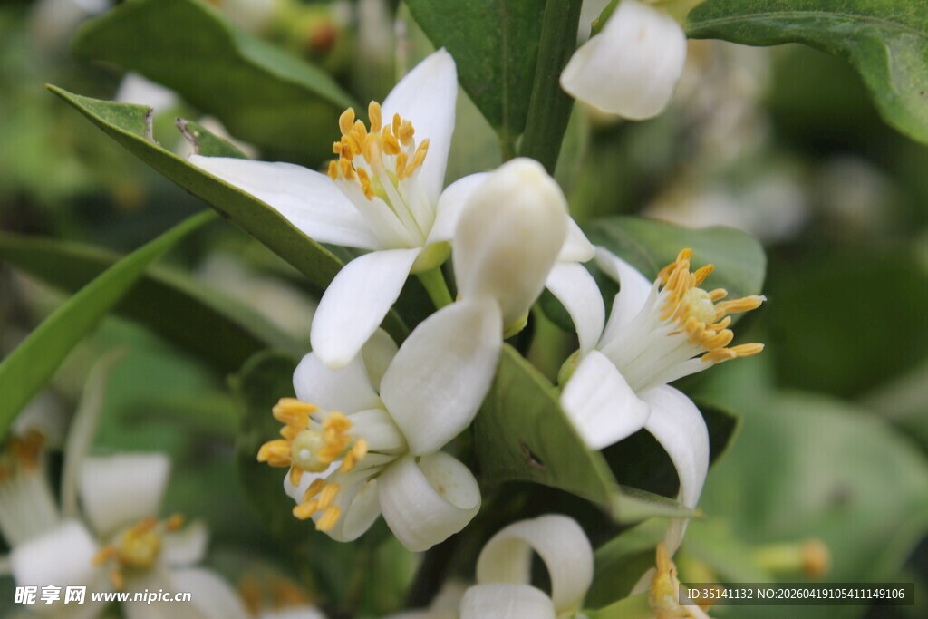 柑橘花