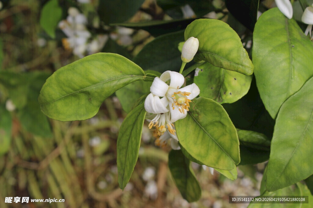 柑橘花