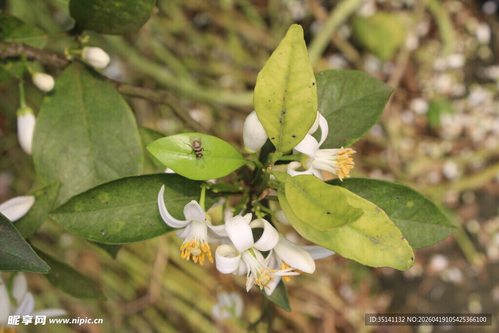 柑橘花