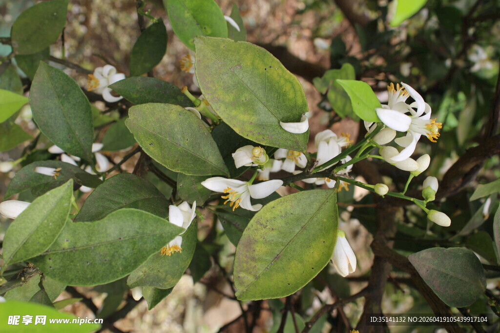 柑橘花