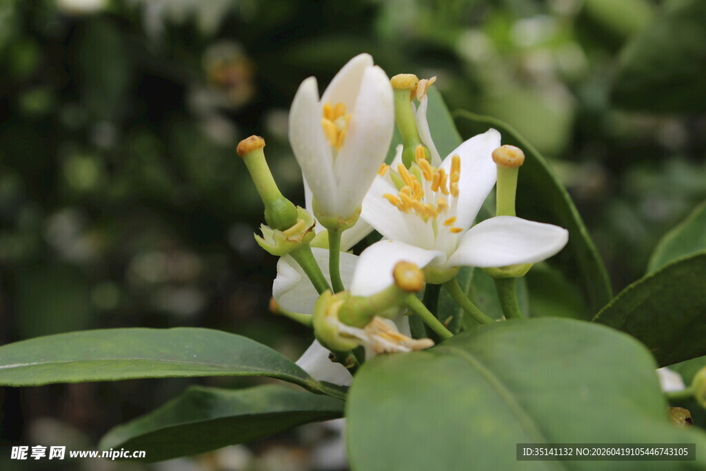 柑橘花