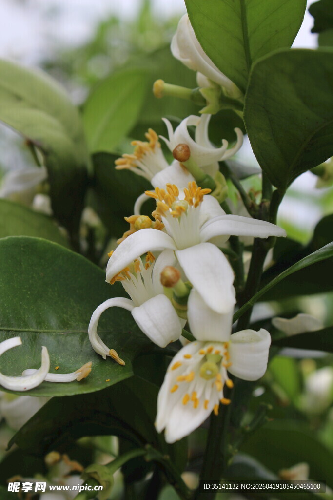 柑橘花