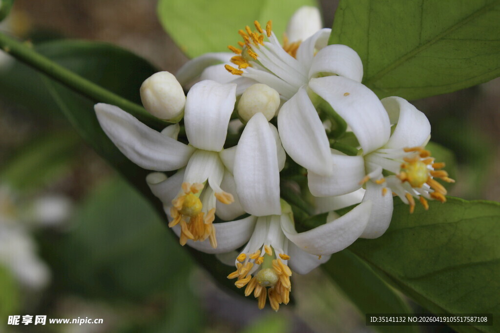 柑橘花