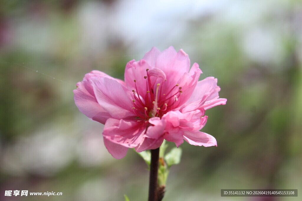 菊花桃