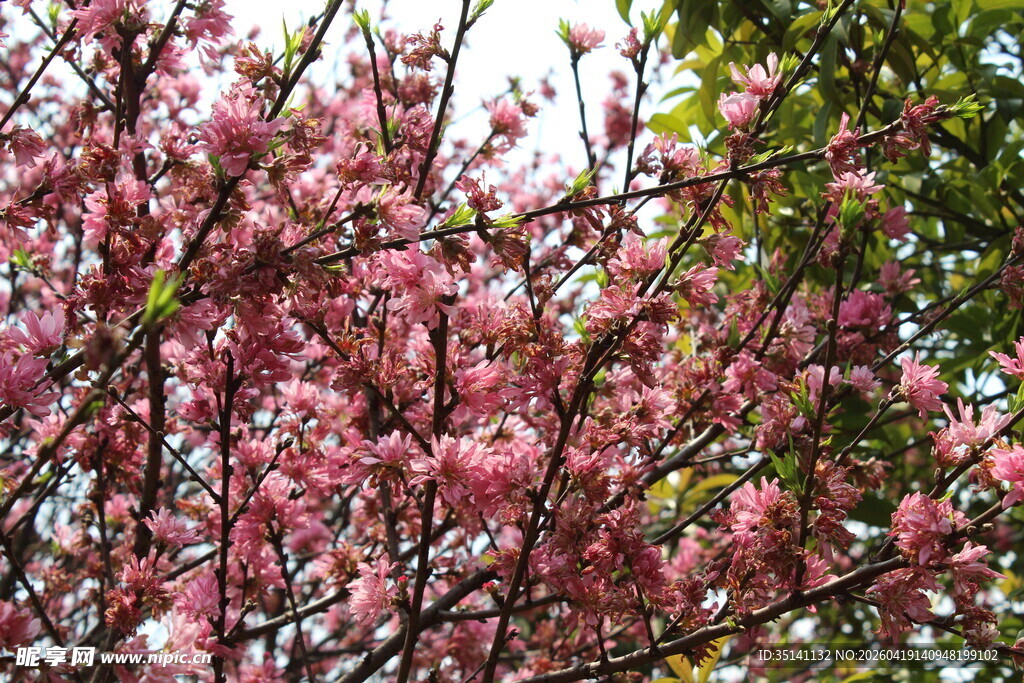 菊花桃