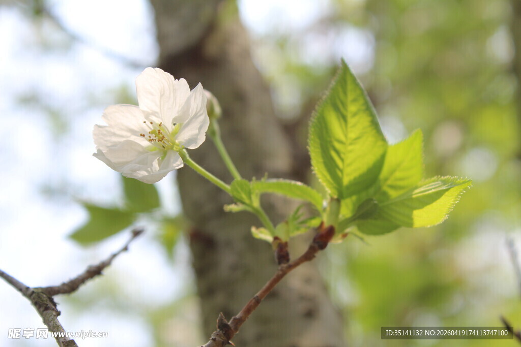 白色樱花