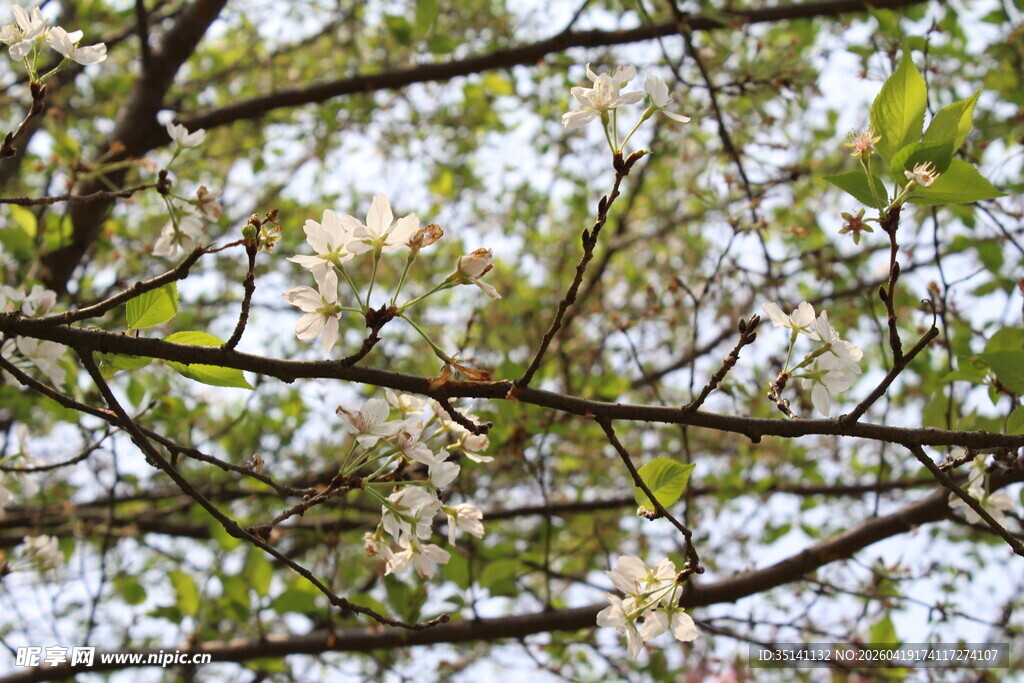 白色樱花