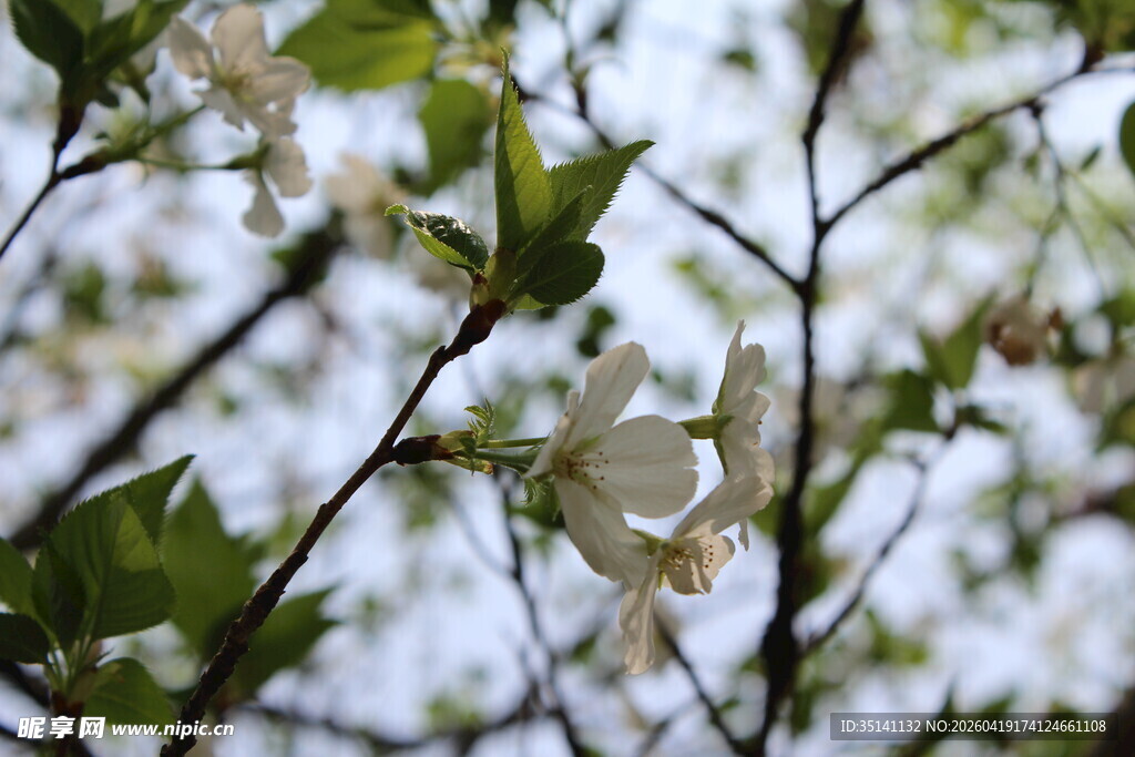 白色樱花