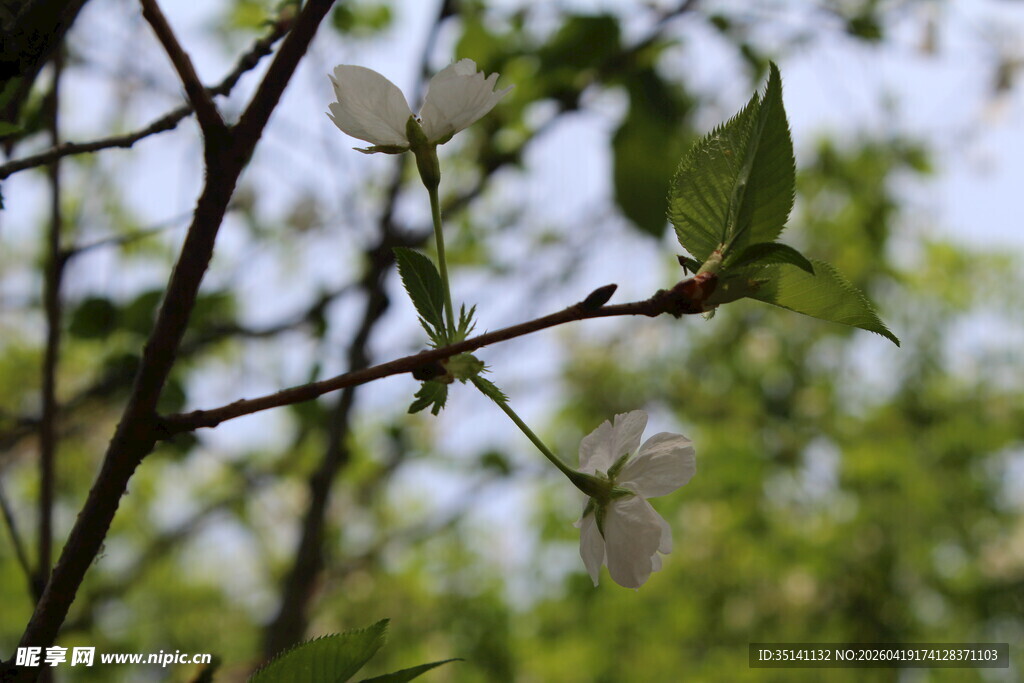 白色樱花