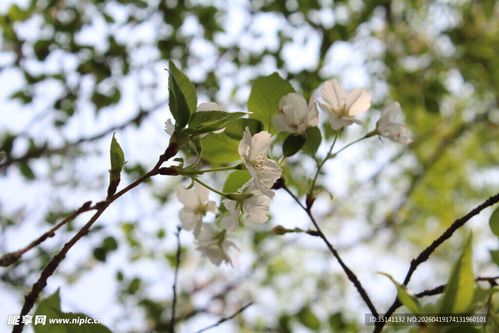 白色樱花