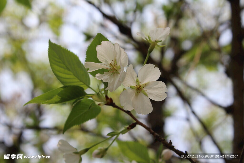 白色樱花
