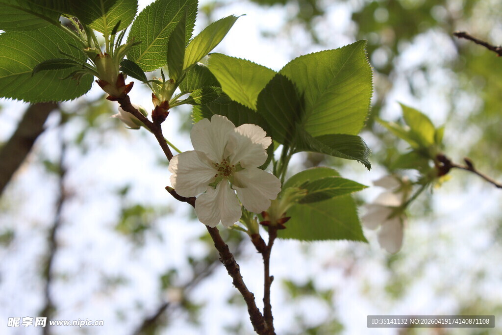 白色樱花