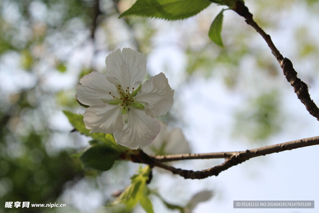 白色樱花