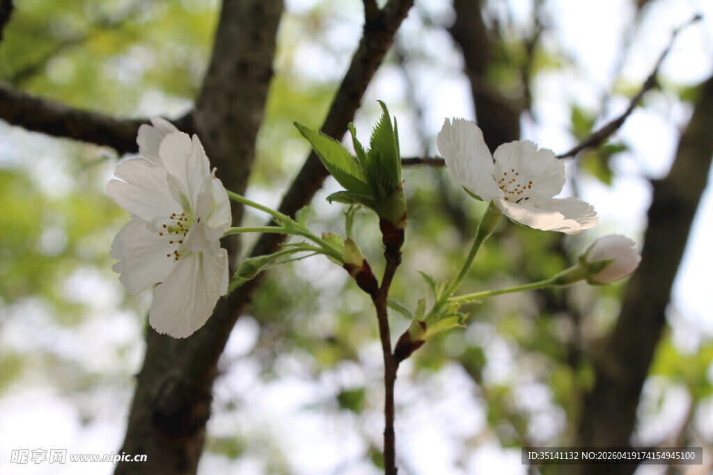 白色樱花