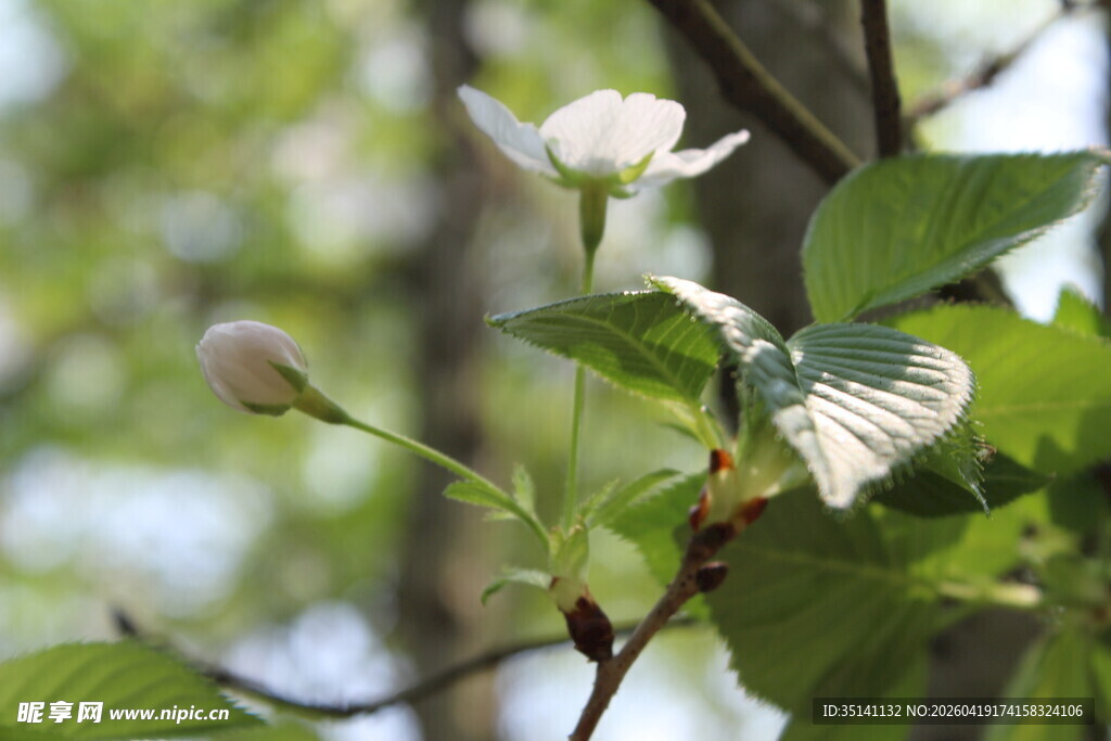 白色樱花