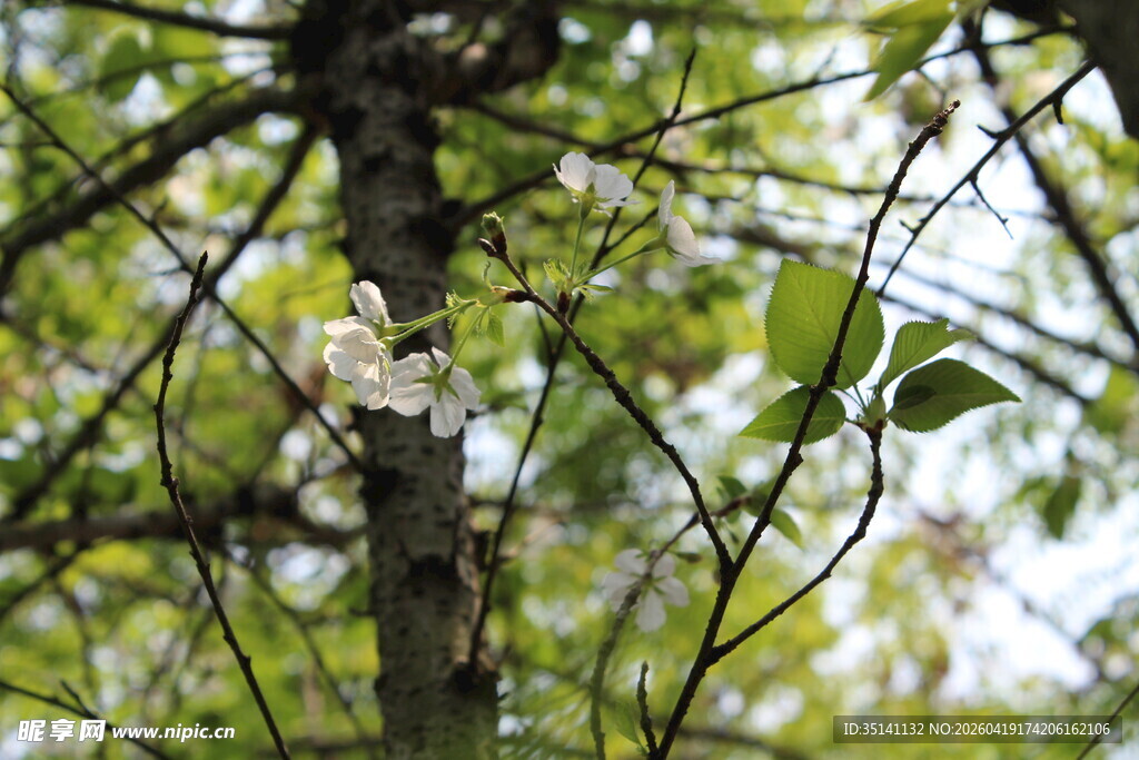 白色樱花