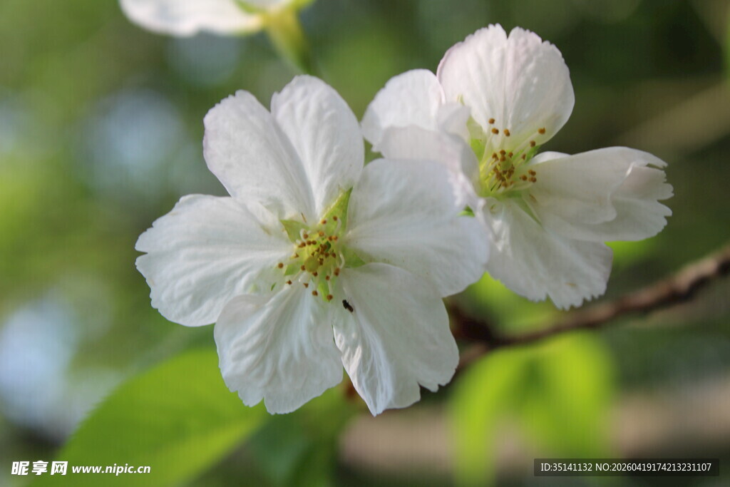 白色樱花