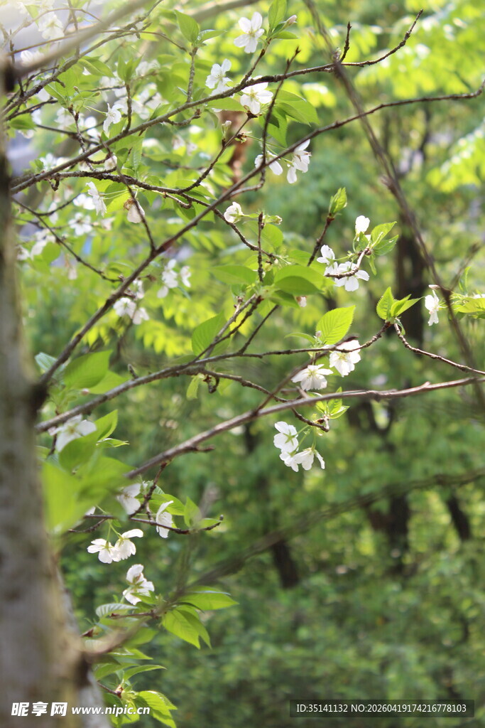白色樱花