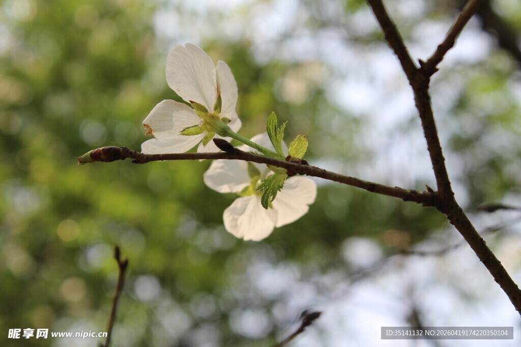 白色樱花