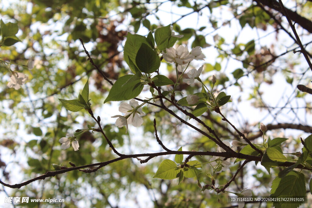 白色樱花
