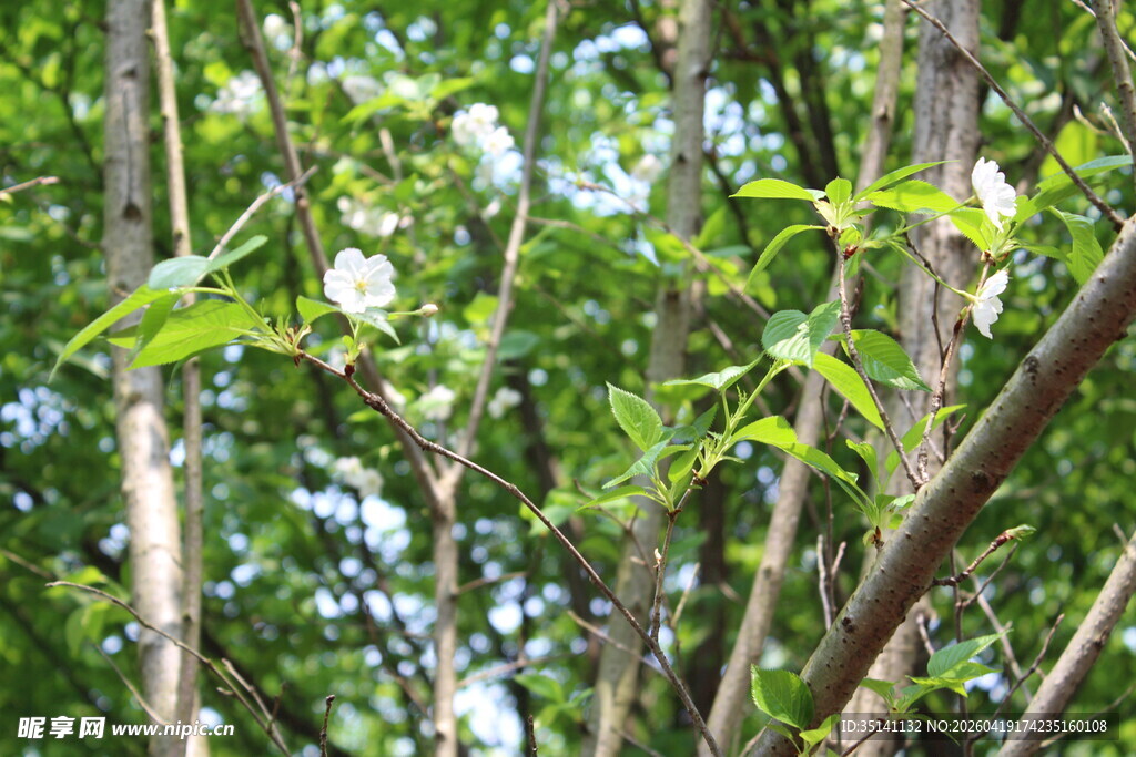 白色樱花