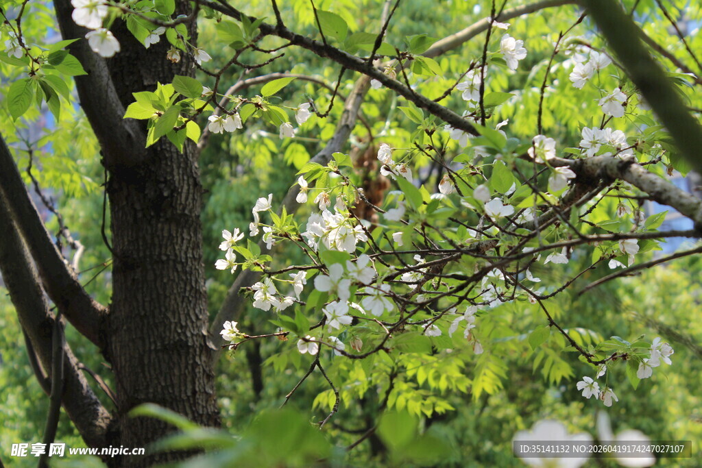 白色樱花