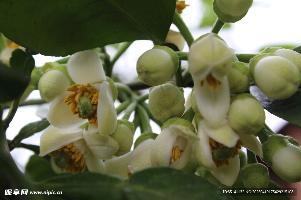 柚子花