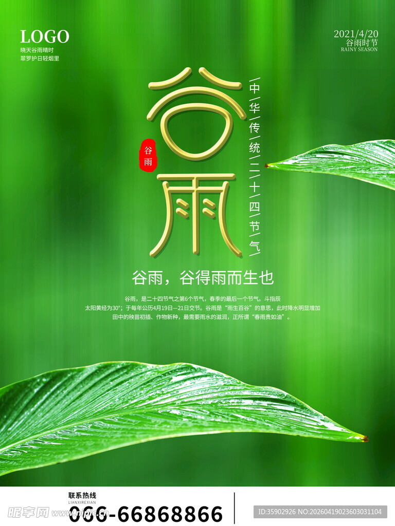 谷雨时节清新绿叶带水珠