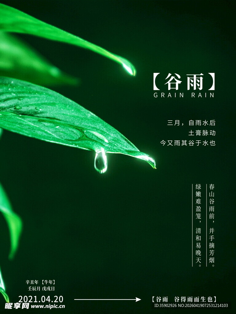 谷雨时节绿叶上的晶莹雨滴